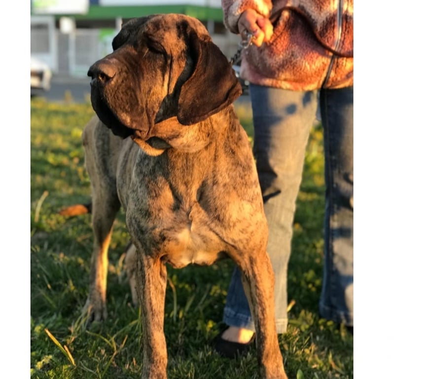 Gatos en Venta Talca Talca - Fotos de Ejemplares Fila Brasileiro