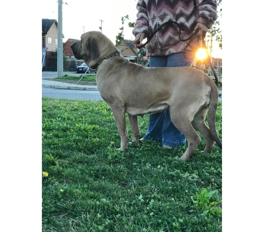 Gatos en Venta Talca Talca - Fotos de Ejemplares Fila Brasileiro