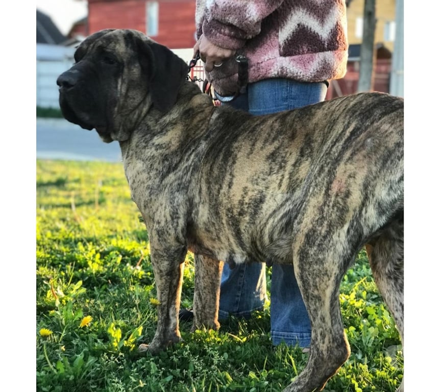 Gatos en Venta Talca Talca - Fotos de Ejemplares Fila Brasileiro