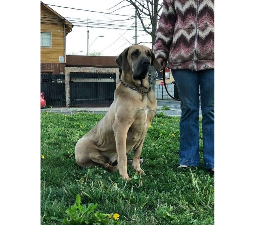 Gatos en Venta Talca Talca - Fotos de Ejemplares Fila Brasileiro