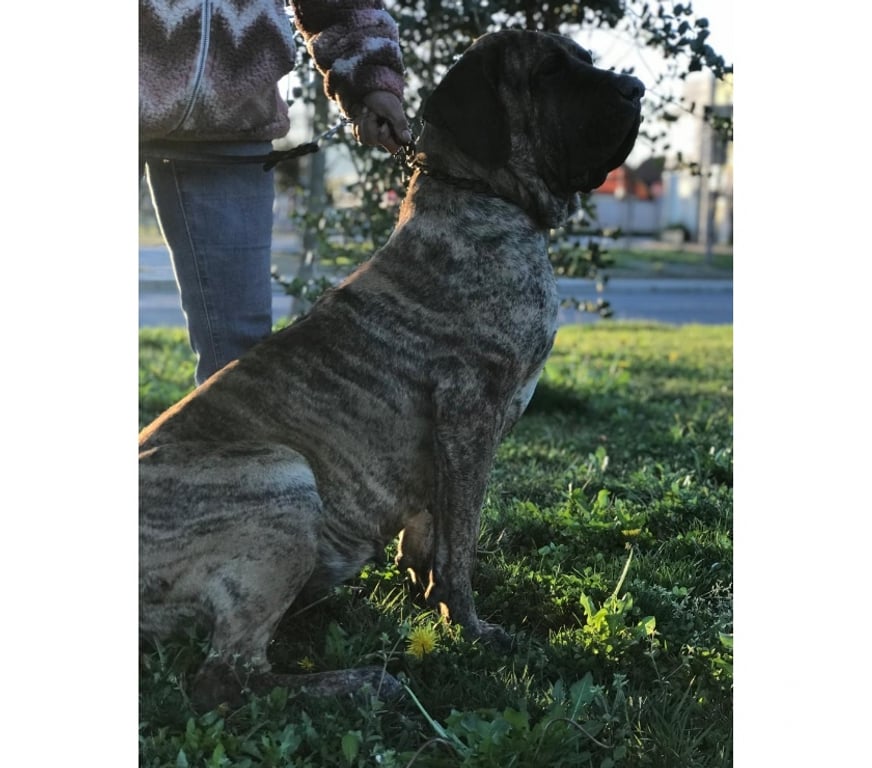 Gatos en Venta Talca Talca - Fotos de Ejemplares Fila Brasileiro