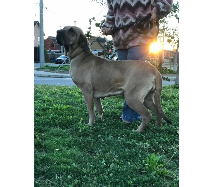 Gatos en Venta Talca Talca - Fotos de Ejemplares Fila Brasileiro