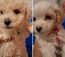 Poodles enanos (1 macho - 1 hembra)