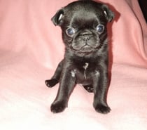 Pug hembra pequeña