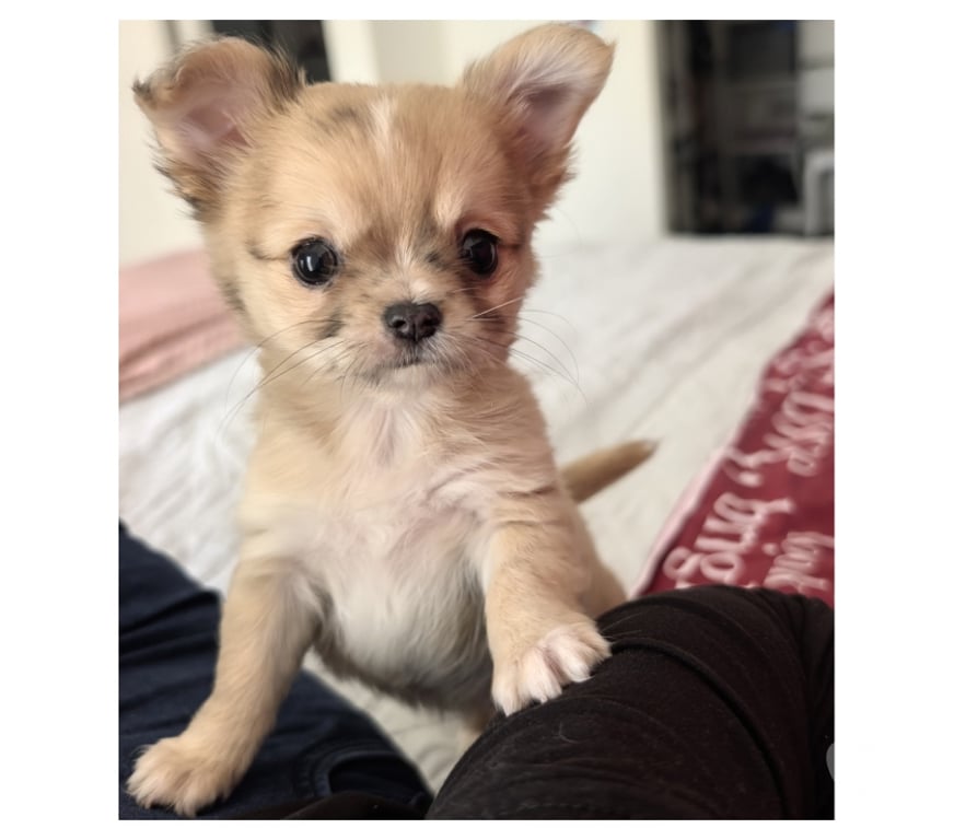 Gatos en Venta Santiago Santiago - Fotos de Hermosos cachorros chihuahua pelo largo