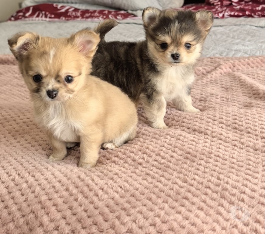 Gatos en Venta Santiago Santiago - Fotos de Hermosos cachorros chihuahua pelo largo