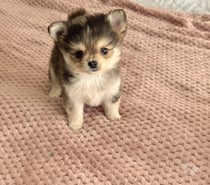 Hermosos cachorros chihuahua pelo largo
