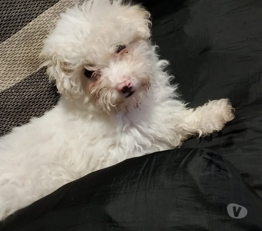 Gatos en Venta Santiago La Granja - Fotos de Linda poodle maltes