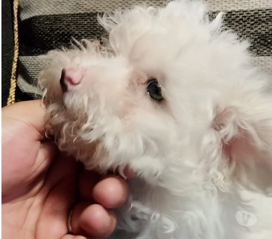 Gatos en Venta Santiago La Granja - Fotos de Linda poodle maltes