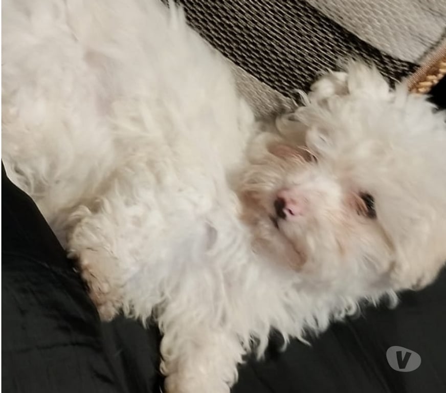 Gatos en Venta Santiago La Granja - Fotos de Linda poodle maltes