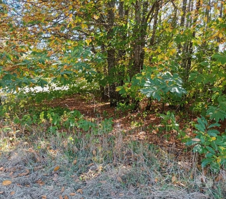 Parcelas en Venta Cautín Villarrica - Fotos de Hermosa parcela con Calidad Indígena