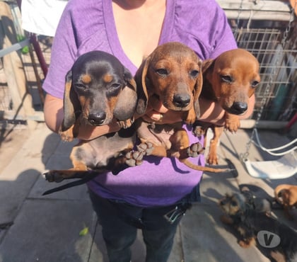 Perros en Venta Puente Alto Cordillera - Fotos de Hermosos perritos salchichas
