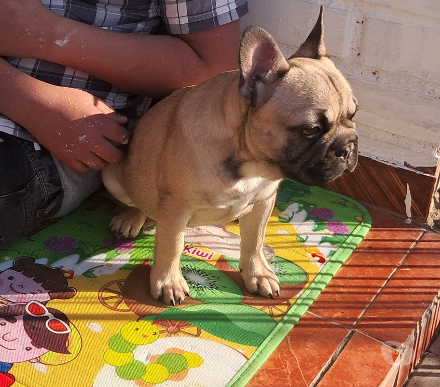 Gatos en Venta Santiago Santiago - Fotos de Ultimos 1 machito y 2 hembras