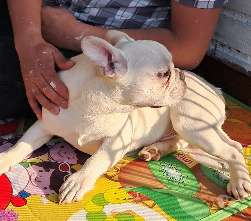 Gatos en Venta Santiago Santiago - Fotos de Ultimos 1 machito y 2 hembras