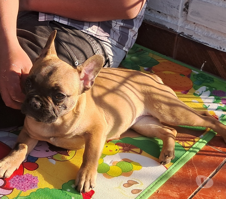 Gatos en Venta Santiago Santiago - Fotos de Ultimos 1 machito y 2 hembras