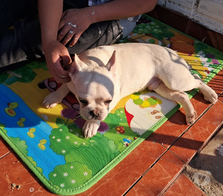 Gatos en Venta Santiago Santiago - Fotos de Ultimos 1 machito y 2 hembras