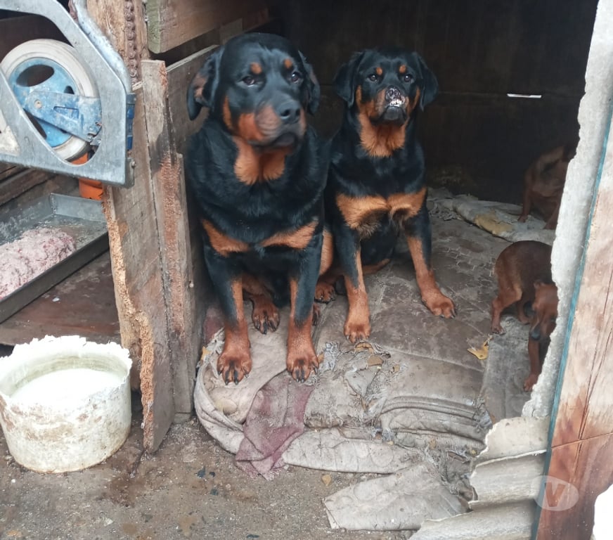 Gatos en Venta Maipo San Bernardo - Fotos de Rottweiler se regalan los 2