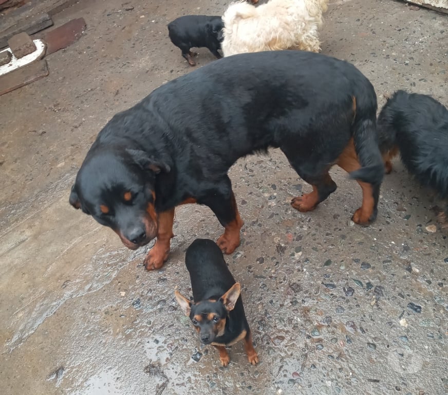 Gatos en Venta Maipo San Bernardo - Fotos de Rottweiler se regalan los 2