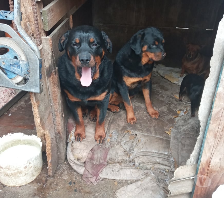 Gatos en Venta Maipo San Bernardo - Fotos de Rottweiler se regalan los 2