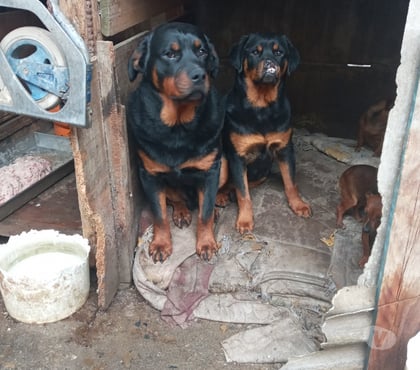 Mascotas en Chile San Bernardo Maipo - Fotos de Rottweiler se regalan los 2