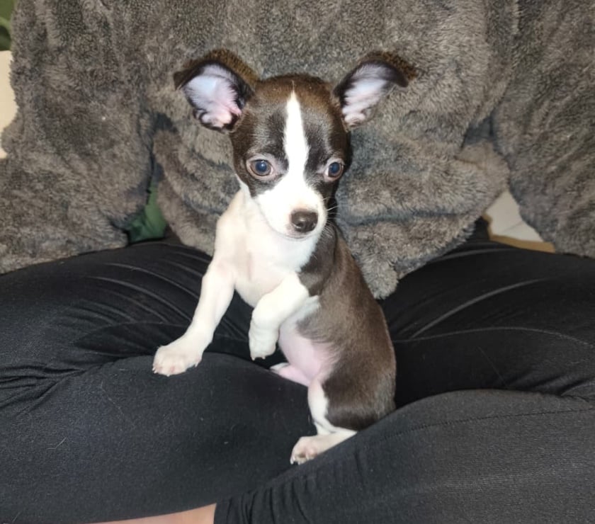 Perros en Venta Quinta Normal Santiago - Fotos de Chihuahua 250 mil