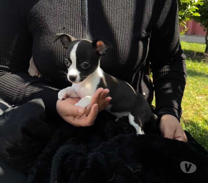 Gatos en Venta Santiago Quinta Normal - Fotos de Chihuahua cachorro macho