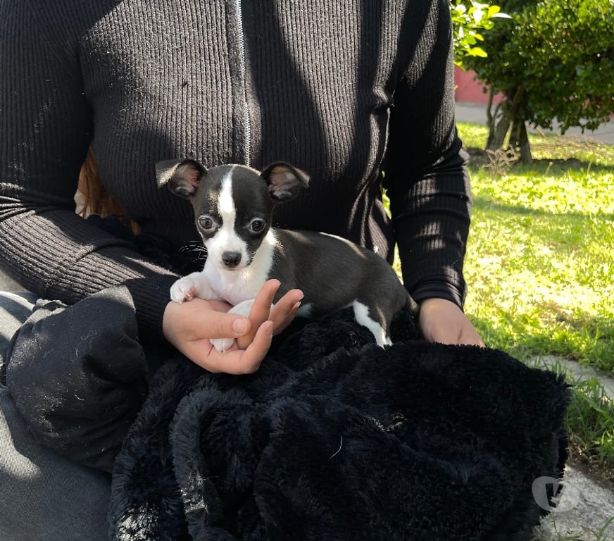 Gatos en Venta Santiago Quinta Normal - Fotos de Chihuahua cachorro macho