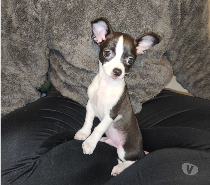 Gatos en Venta Santiago Quinta Normal - Fotos de Cachorro chihuahua 964318301