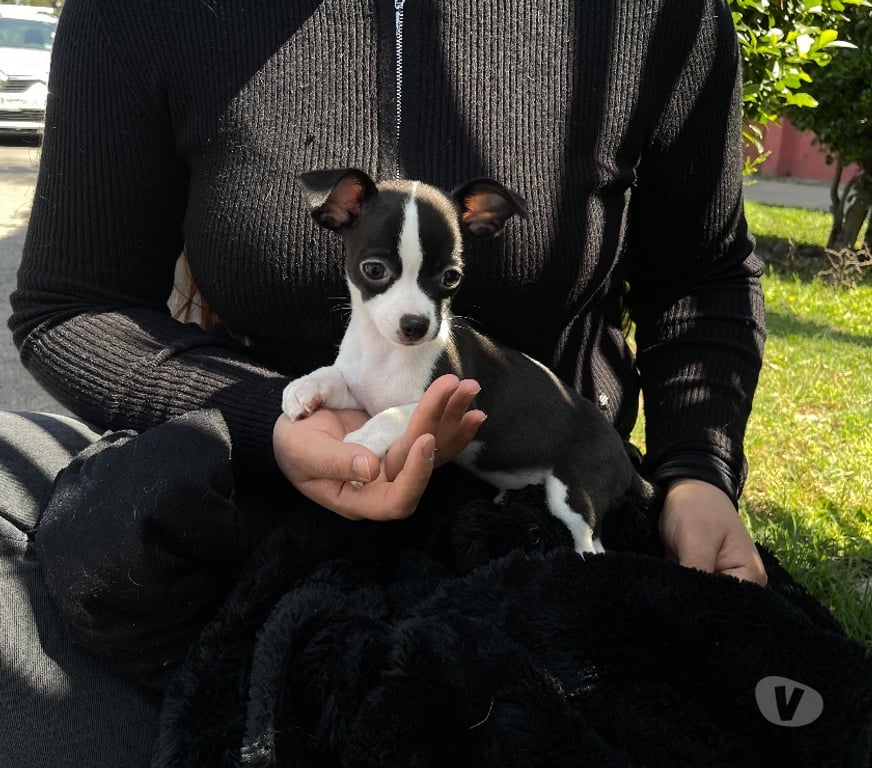 Gatos en Venta Santiago Quinta Normal - Fotos de Chihuahua cachorro macho
