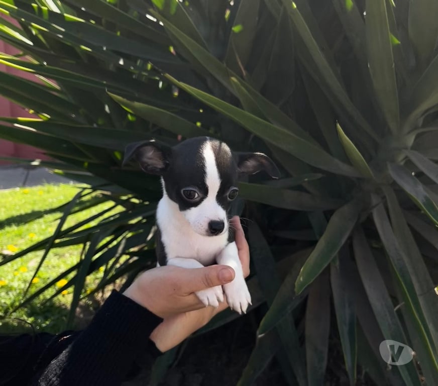Gatos en Venta Santiago Quinta Normal - Fotos de Chihuahua cachorro macho