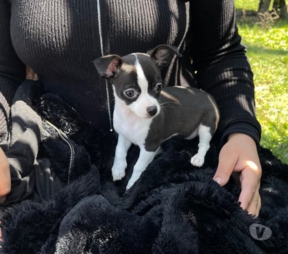 Perros en Venta Quinta Normal Santiago - Fotos de Chihuahua cachorro macho