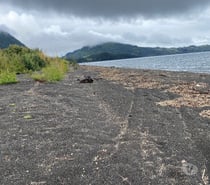 Campo con orilla de lago