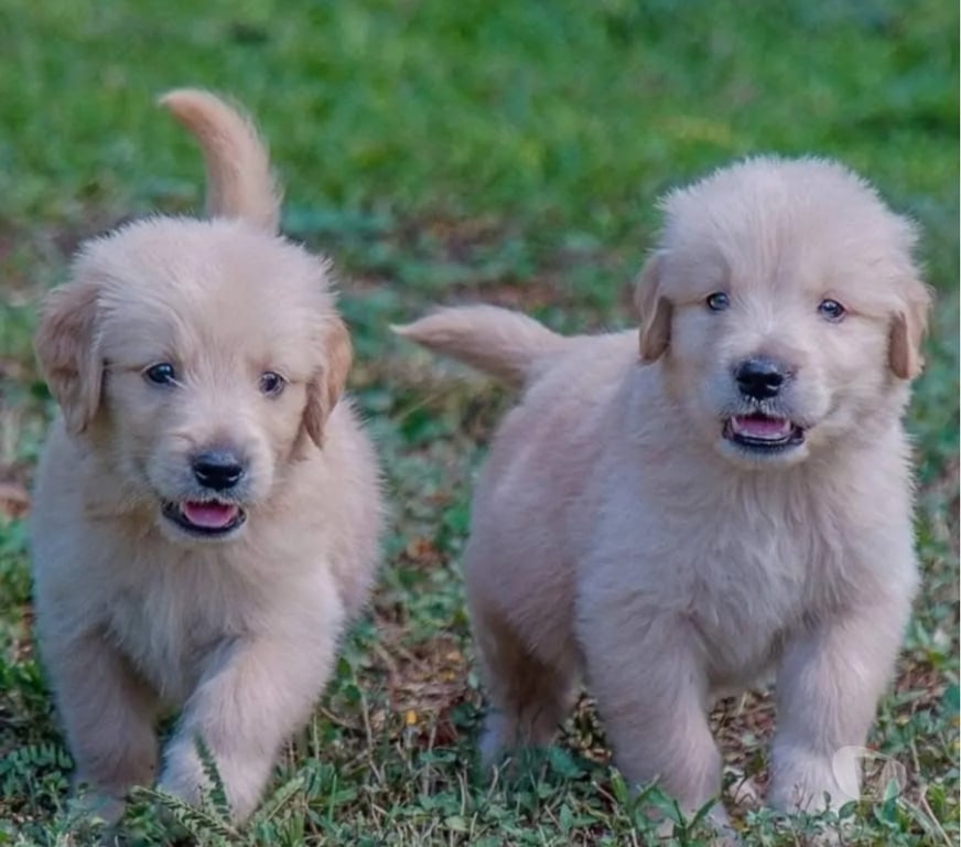 Gatos en Venta Santiago Las Condes - Fotos de Hermosos Cachorros Golden de 2 Meses