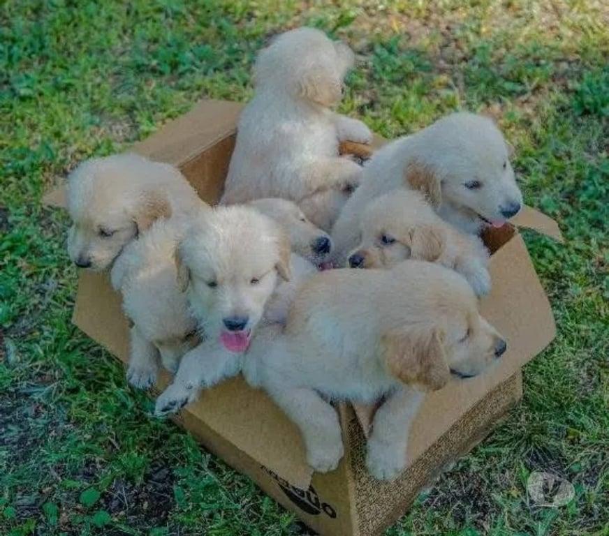 Gatos en Venta Santiago Las Condes - Fotos de Hermosos Cachorros Golden de 2 Meses