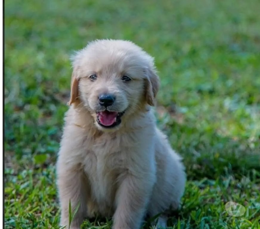 Gatos en Venta Santiago Las Condes - Fotos de Hermosos Cachorros Golden de 2 Meses