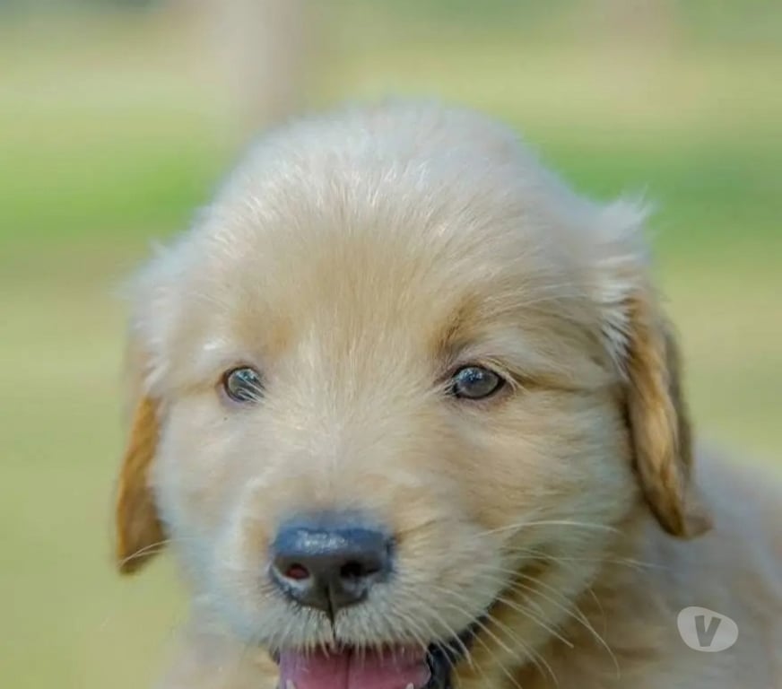 Gatos en Venta Santiago Las Condes - Fotos de Hermosos Cachorros Golden de 2 Meses