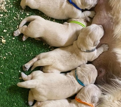 Gatos en Venta Las Condes Santiago - Fotos de Hermosos Cachorros Golden de 2 Meses