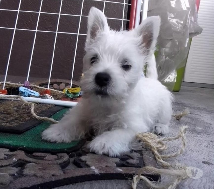 Gatos en Venta Santiago Las Condes - Fotos de Soñados Cachorros Westy de 2 Meses Inscritos KCC