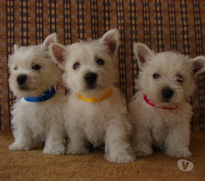 Gatos en Venta Las Condes Santiago - Fotos de Soñados Cachorros Westy de 2 Meses Inscritos KCC