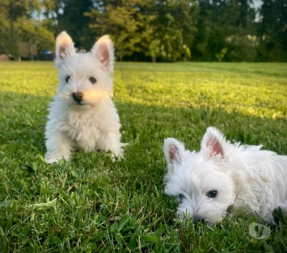Gatos en Venta Las Condes Santiago - Fotos de Soñados Cachorros Westy de 2 Meses Inscritos KCC