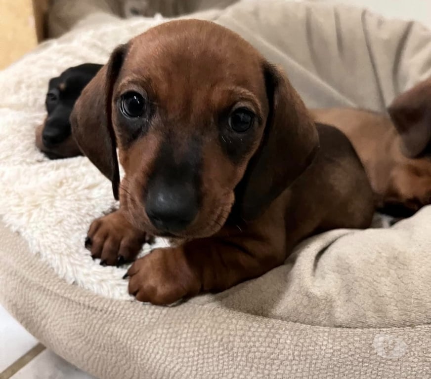 Gatos en Venta Santiago Las Condes - Fotos de Soñados Cachorros Dachshund Miniatura