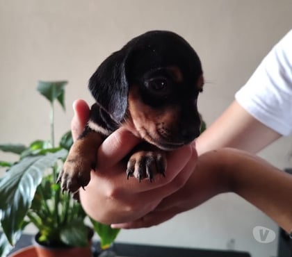 Mascotas en Venta Las Condes Santiago - Fotos de Soñados Cachorros Dachshund Miniatura