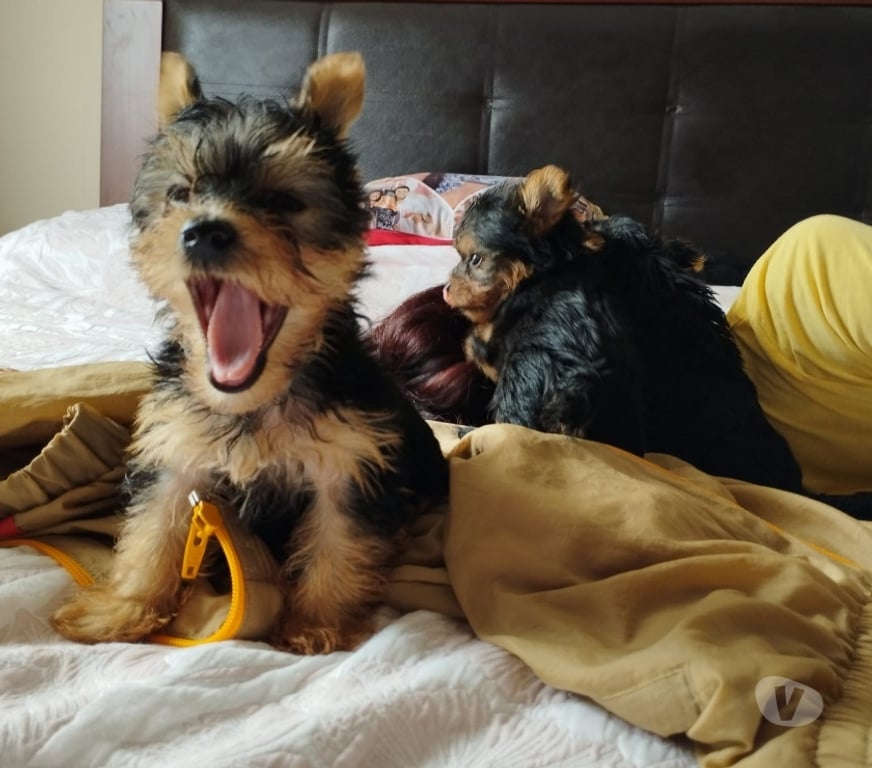 Gatos en Venta Santiago Las Condes - Fotos de Soñados Cachorros Yorkshire Mini de 2 Meses