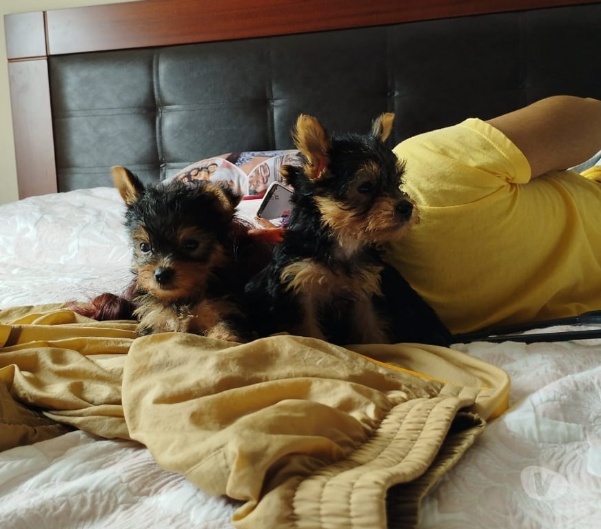 Gatos en Venta Santiago Las Condes - Fotos de Soñados Cachorros Yorkshire Mini de 2 Meses