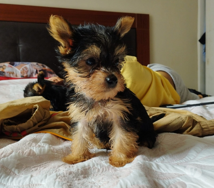 Mascotas en Venta Las Condes Santiago - Fotos de Soñados Cachorros Yorkshire Mini de 2 Meses