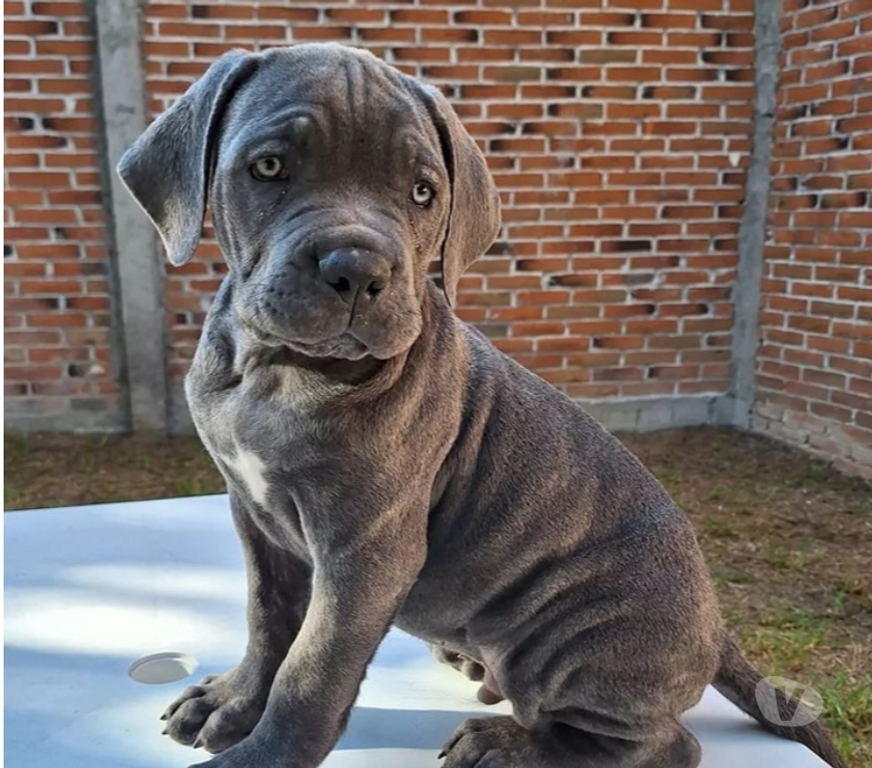 Gatos en Venta Santiago Las Condes - Fotos de Imponentes cachorros Cane Corso 2 Meses
