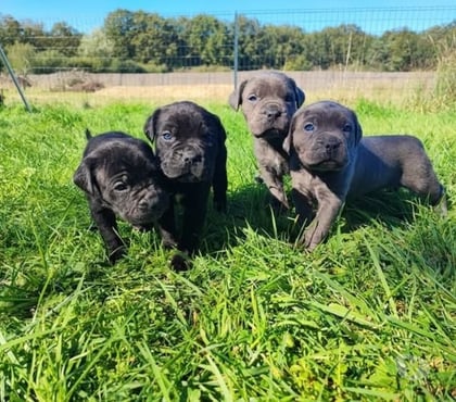 Gatos en Venta Las Condes Santiago - Fotos de Imponentes cachorros Cane Corso 2 Meses