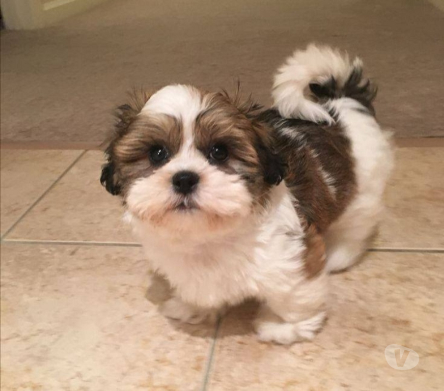 Gatos en Venta Santiago Las Condes - Fotos de Soñados Cachorros Shih Tzu