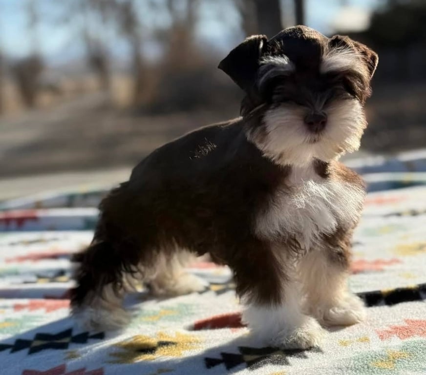 Gatos en Venta Santiago Las Condes - Fotos de Preciosos Cachorros Schnauzer Miniatura
