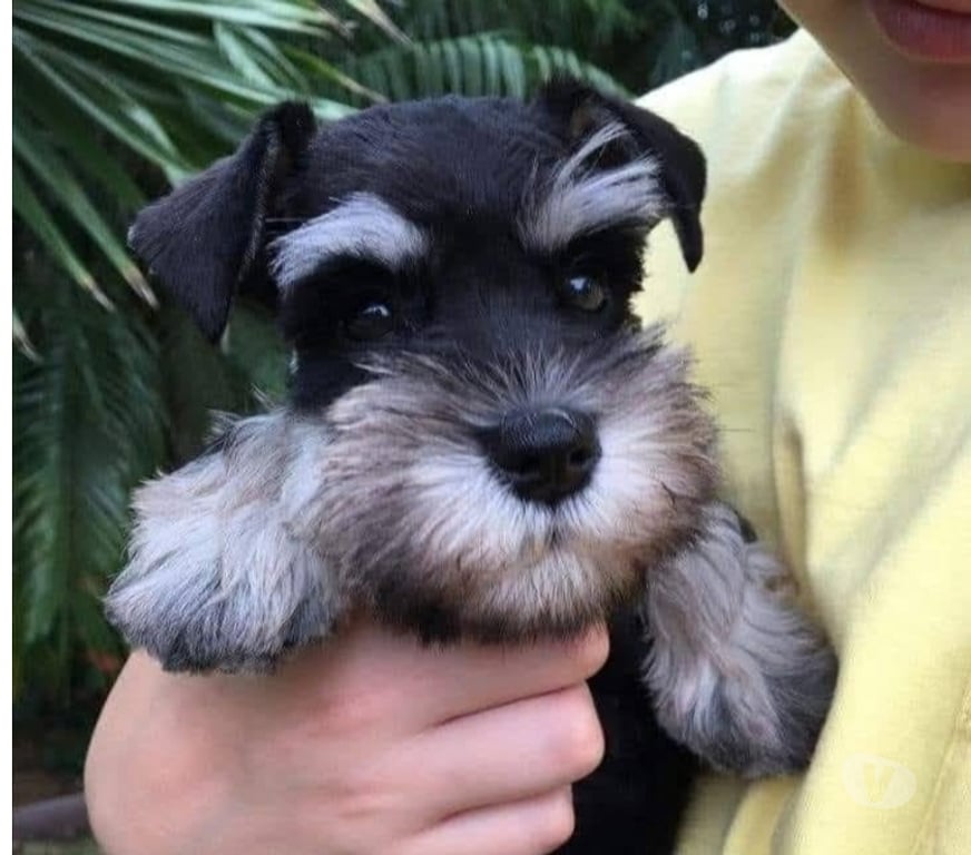 Gatos en Venta Santiago Las Condes - Fotos de Preciosos Cachorros Schnauzer Miniatura